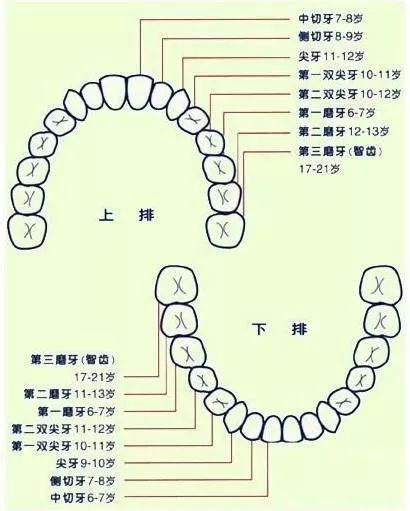 牙齒代表什麼|您知道人類牙齒的所有名稱嗎？ 